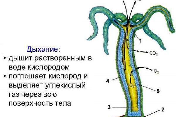 Кракен без тора