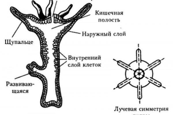 Не могу зайти в аккаунт кракен