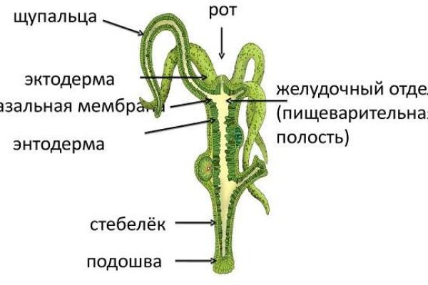 Kraken найдется все